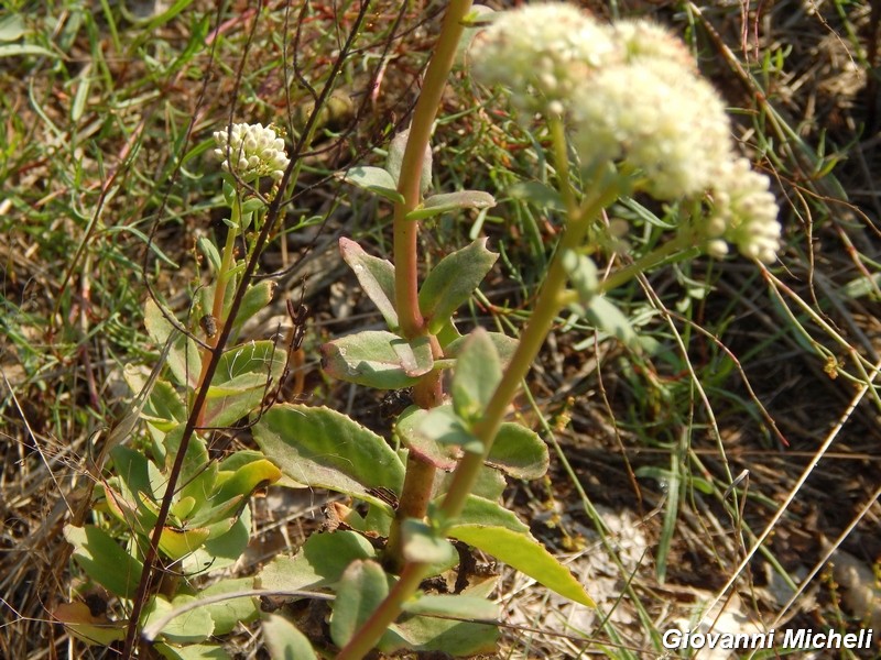 Hylotelephium maximum / Borracina massima